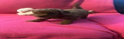 Cockapoo dogs for sale: Maple - Ad 2