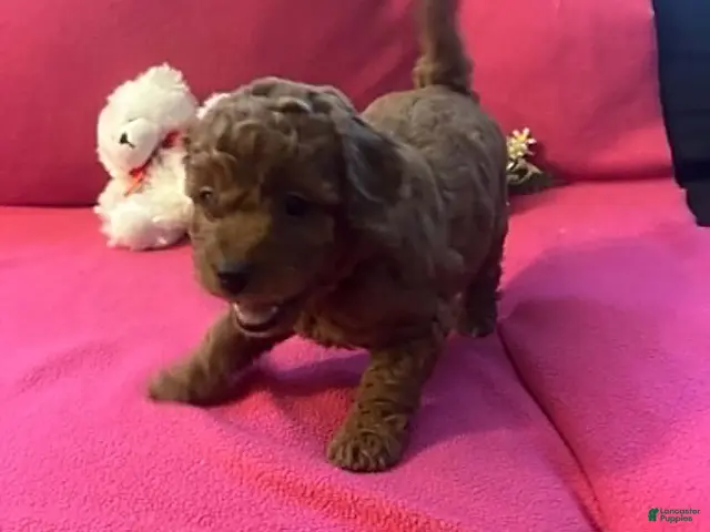 Cockapoo dogs for sale: Maple - Ad 2