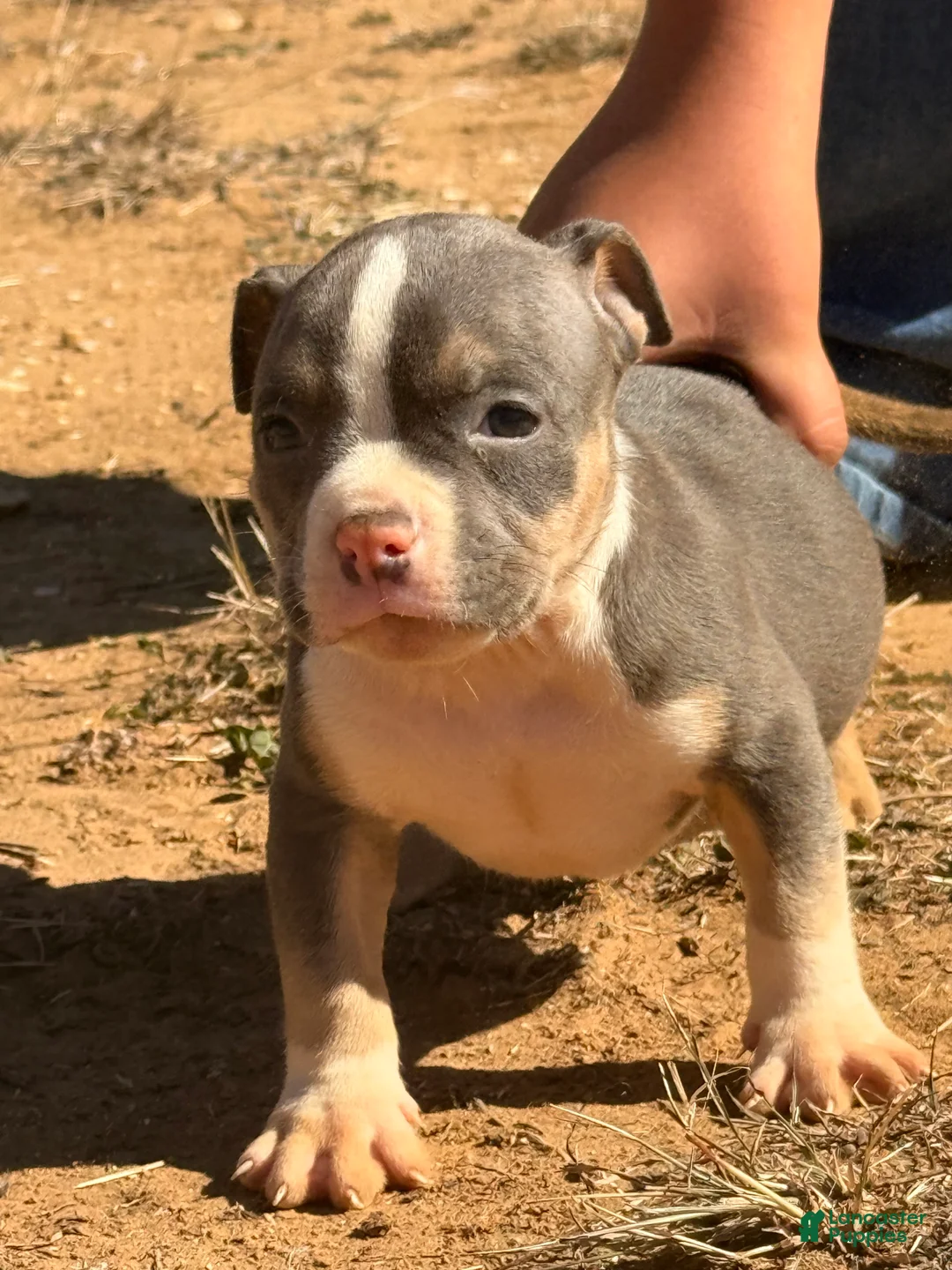 American Bully dogs for sale: American Bully Puppy 2 - Ad 5