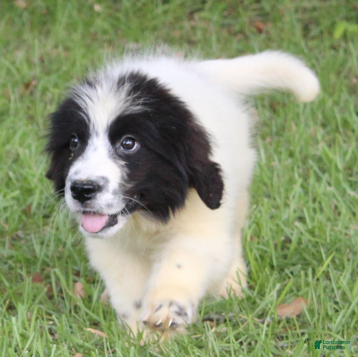Newfoundland dogs Bruce - Ad 1