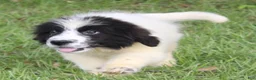 Newfoundland dogs for sale: Bruce - Ad 1