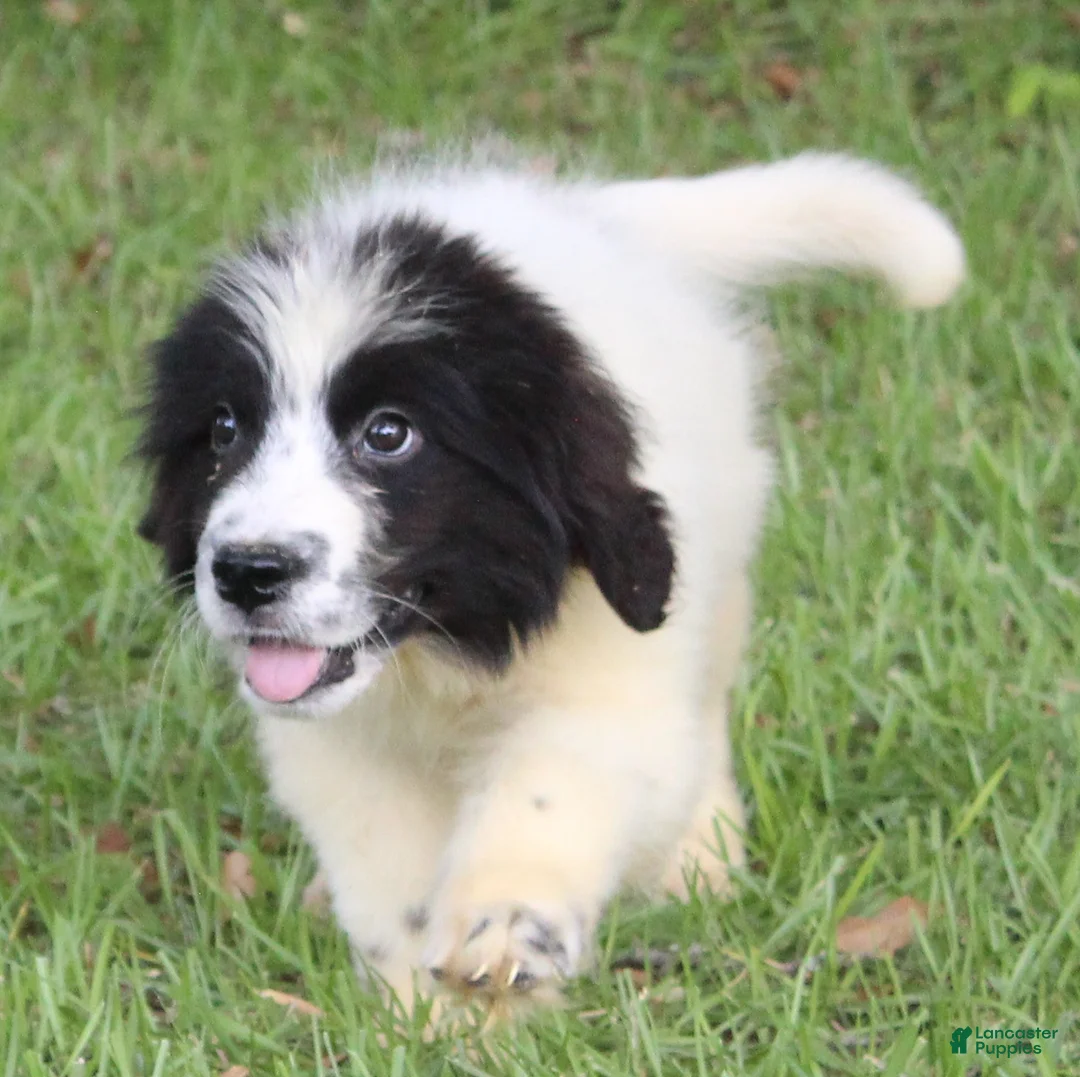 Newfoundland dogs for sale: Bruce - Ad 1
