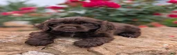 Cocker Spaniel dogs for sale: Ben - Ad 2