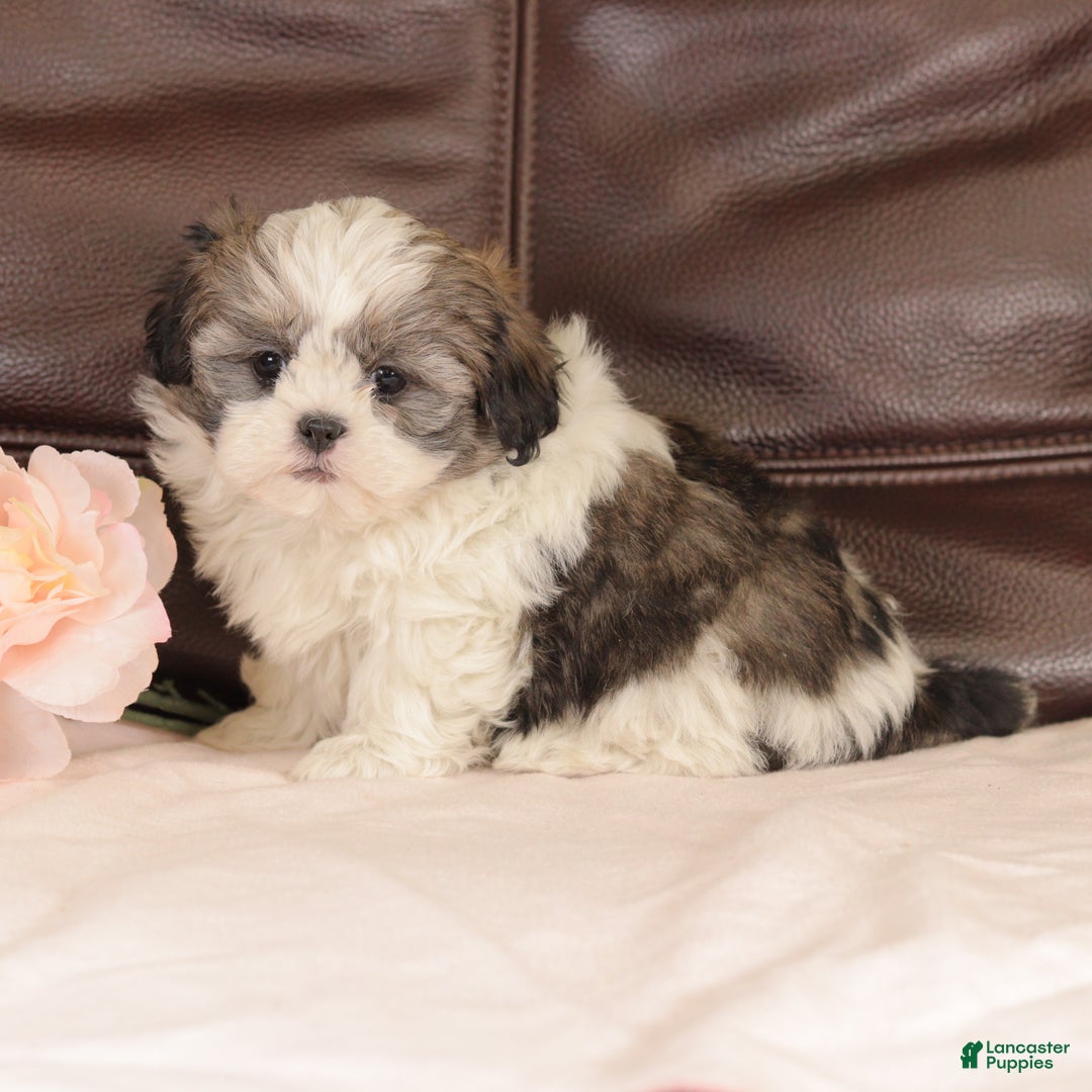 Mixed Breed dogs for sale: Copper - Ad 3