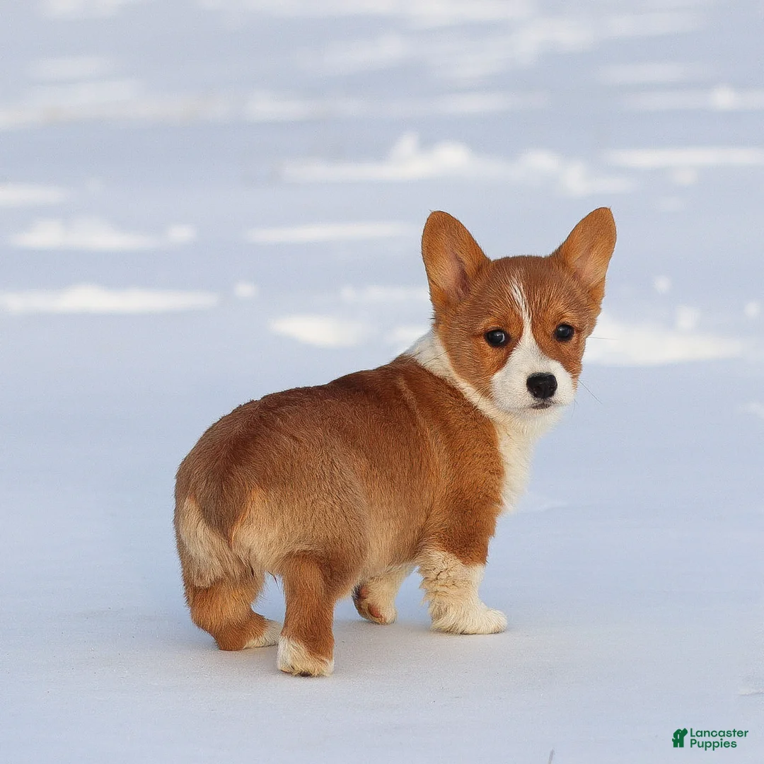 Welsh Corgi Pembroke dogs for sale: Karina Welsh Corgi Pembroke - Ad 13