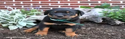 Rottweiler dogs for sale: Brooke - Ad 2