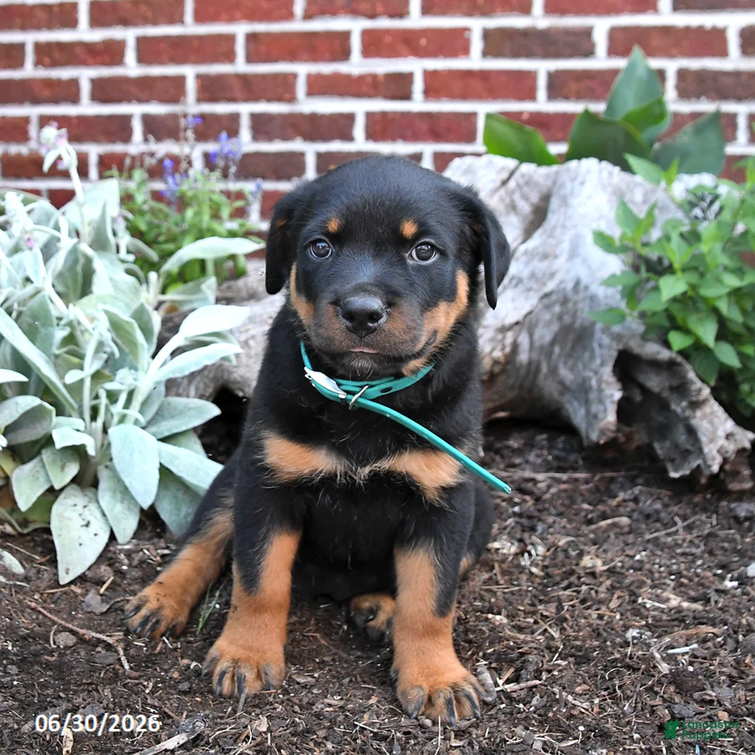 Rottweiler dogs for sale: Brooke - Ad 2