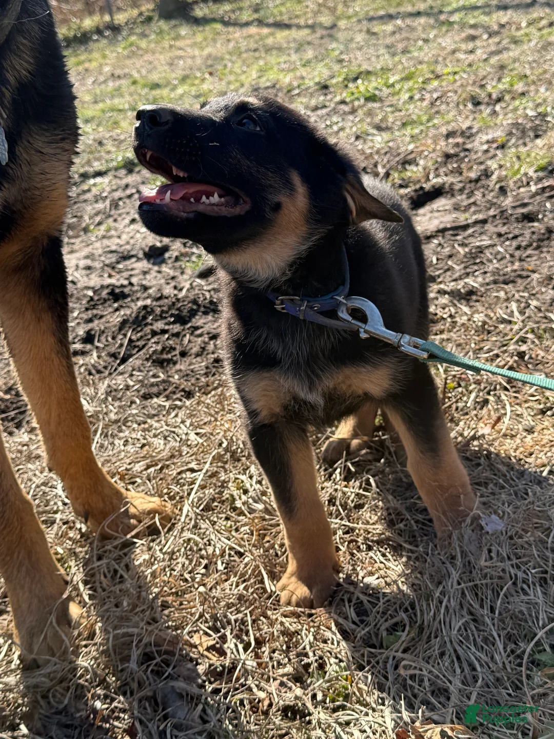 German Shepherd dogs for sale: Dark Blue - Ad 2