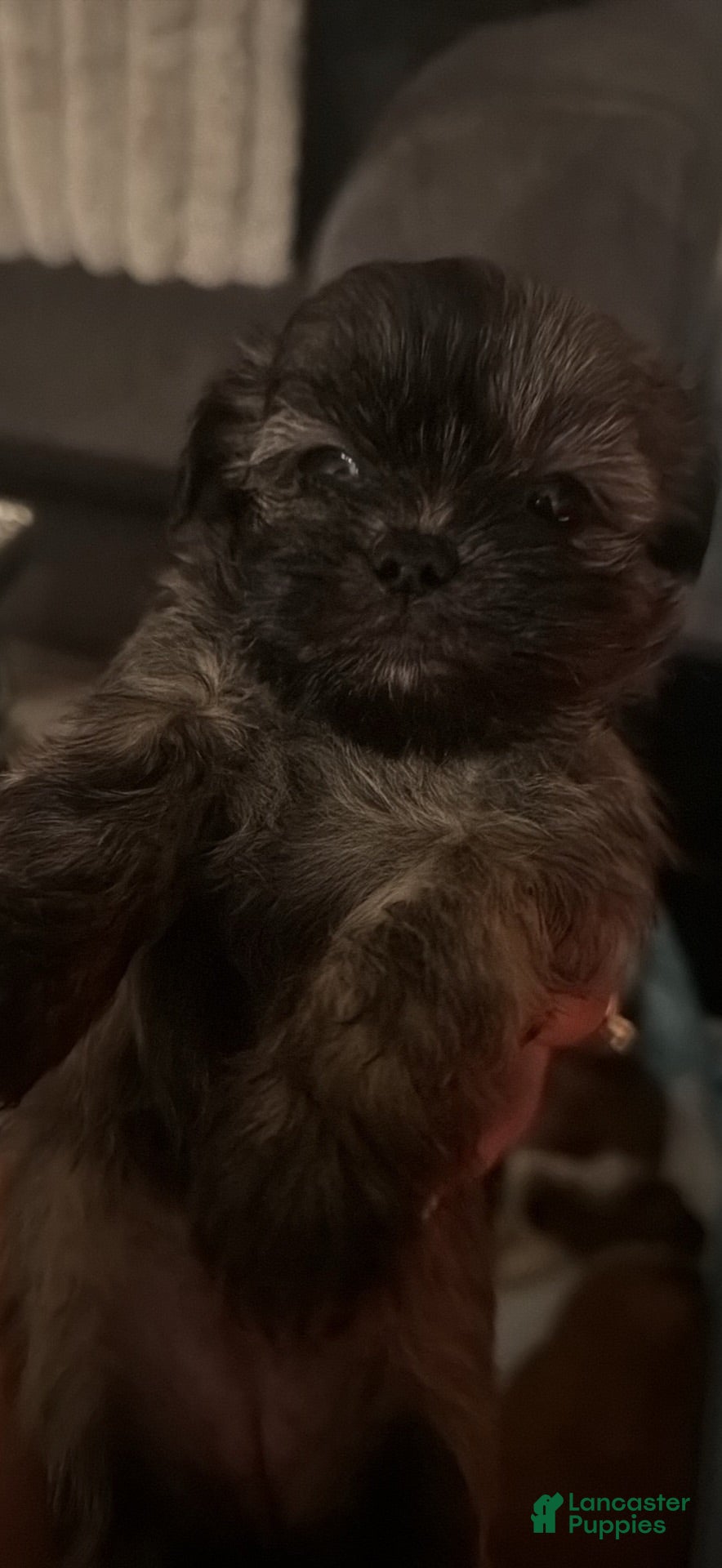 Shih Tzu dogs Shih Tzu 4 - Ad 1