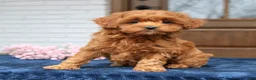 Cavapoo dogs for sale: Susie  - Ad 3