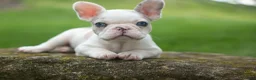 French Bulldog dogs for sale: Axel (Platinum with Blue Eyes) 💙🐾 - Ad 5