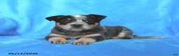 Australian Cattle Dog dogs for sale: Cindy - Ad 3