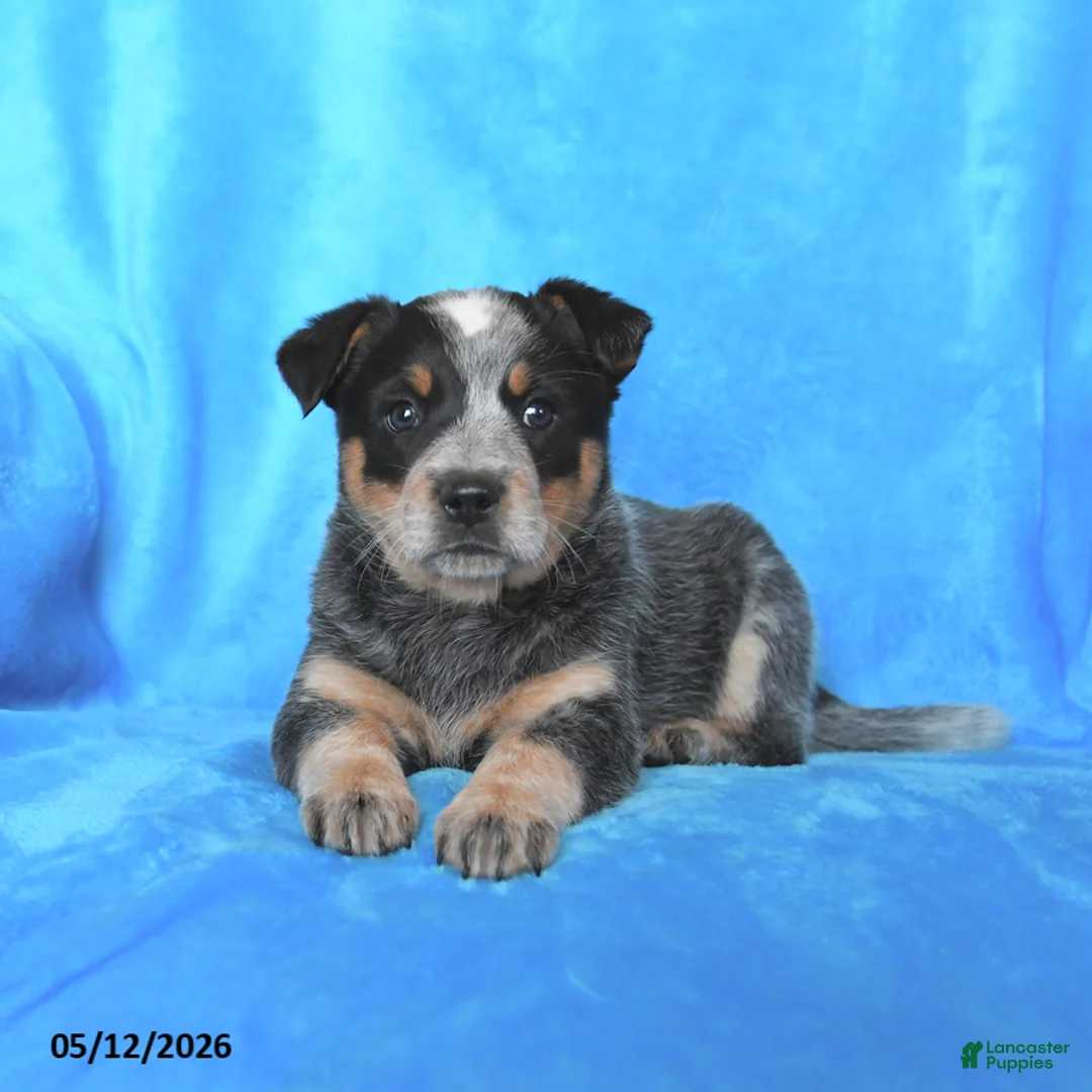Australian Cattle Dog dogs for sale: Cindy - Ad 3