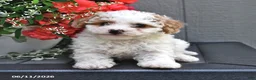 Miniature Poodle dogs for sale: Sugar - Ad 3