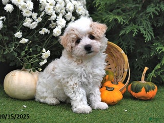 Maltipoo dogs - Ad 36