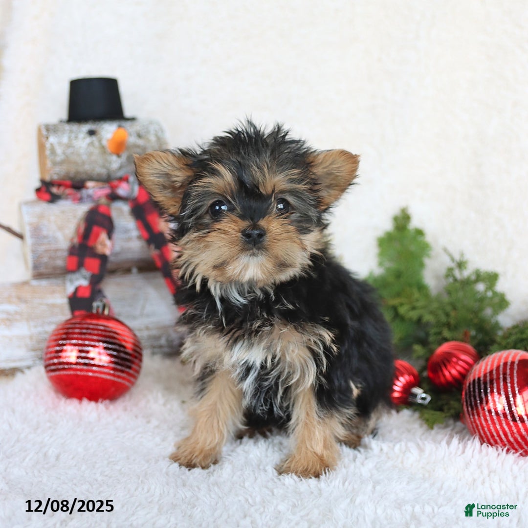 Yorkshire Terrier dogs for sale: Candy - Ad 3