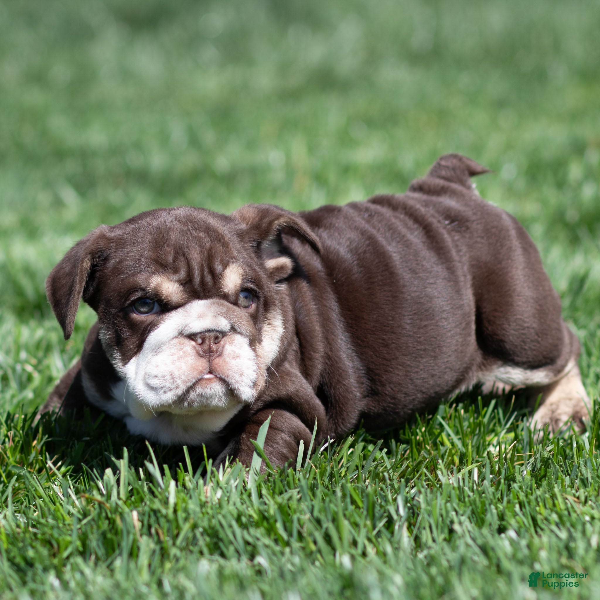 English Bulldog dogs Hershey Drift English Bulldog Puppy  - Ad 2