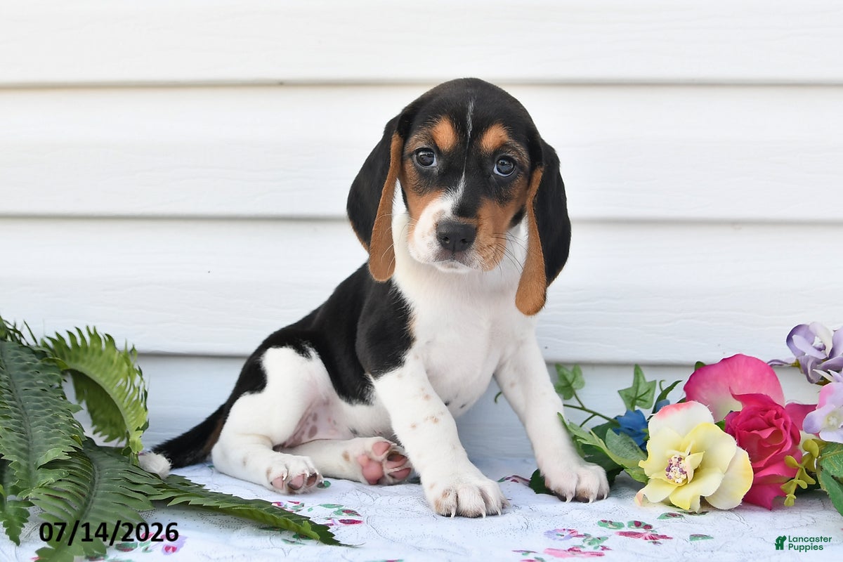 Beagle dogs Allie - Ad 1