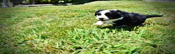 Havapoo dogs for sale: Inky - Ad 11