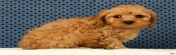 Cockapoo dogs for sale: Max - Ad 6