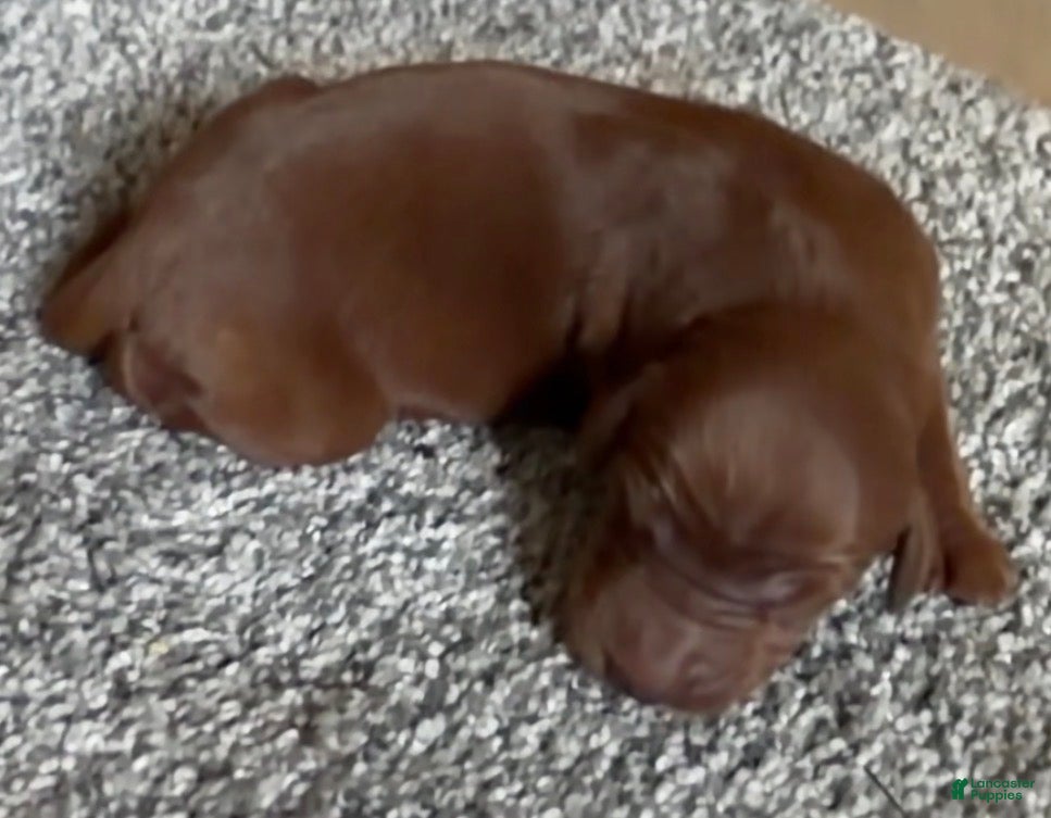 Irish Setter dogs Irish Setter 3 - Ad 14