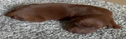 Irish Setter dogs for sale: Irish Setter 3 - Ad 1
