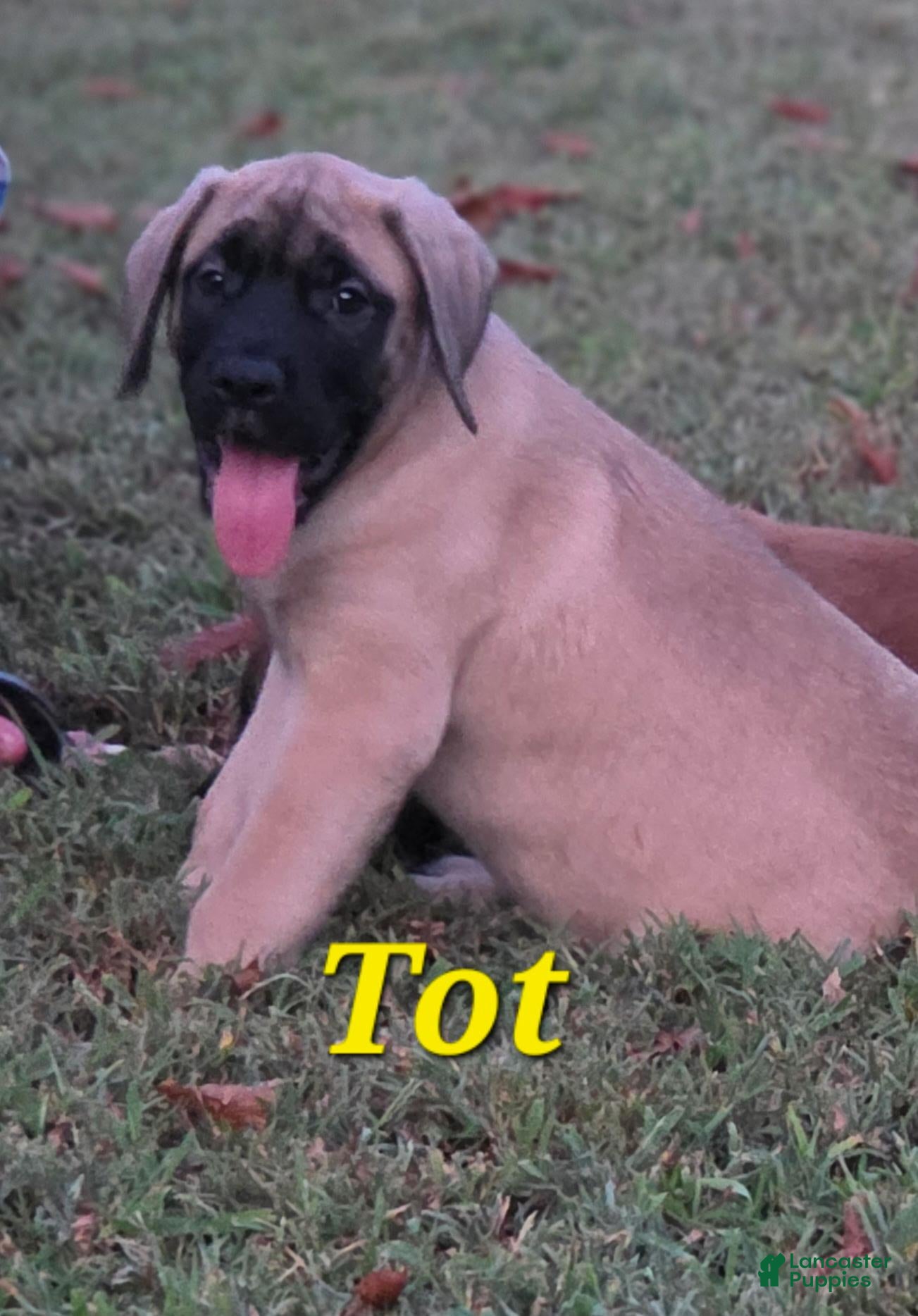 English Mastiff dogs English Mastiff Tot - Ad 35