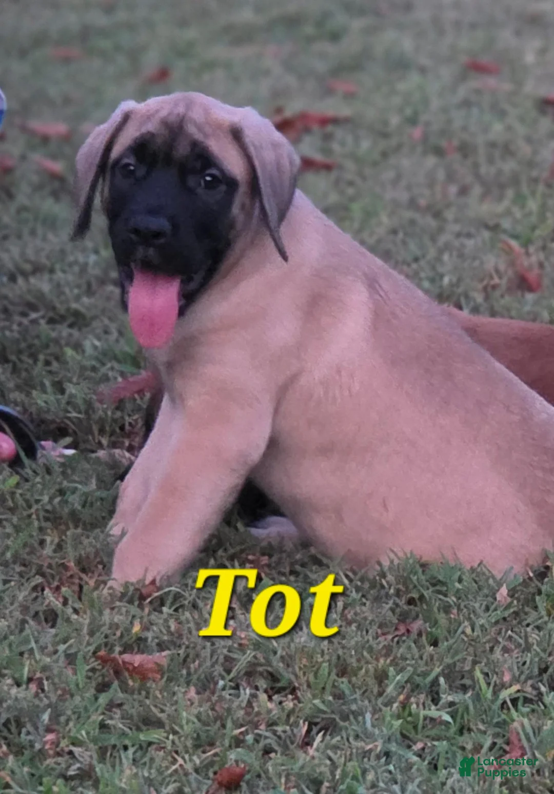 English Mastiff dogs for sale: English Mastiff Tot - Ad 1