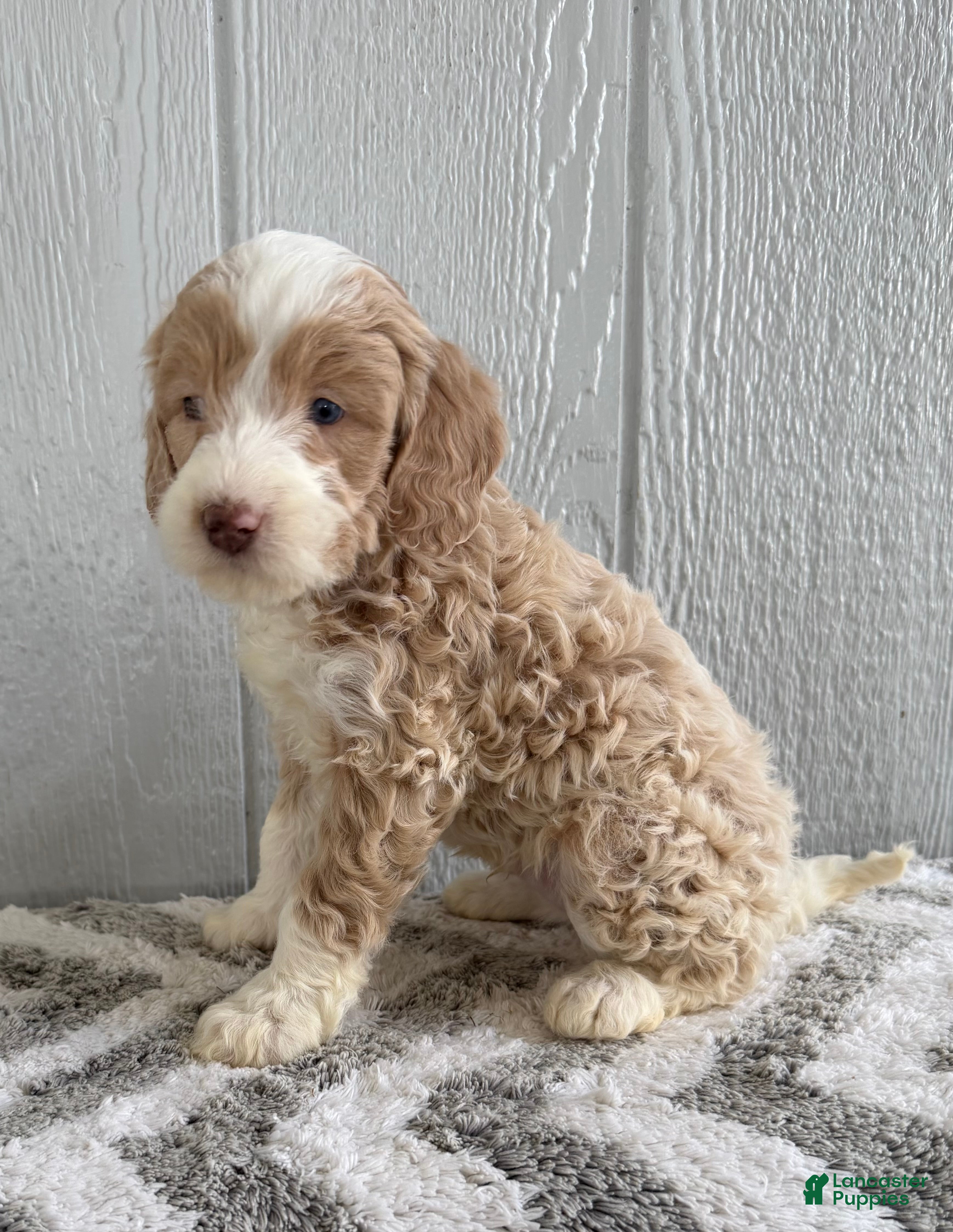 Mini Bernedoodle dogs Seth  - Ad 2
