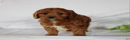 Cavapoo dogs for sale: Cooper - Ad 10