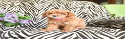 Maltipoo dogs for sale: Lauri - Ad 5