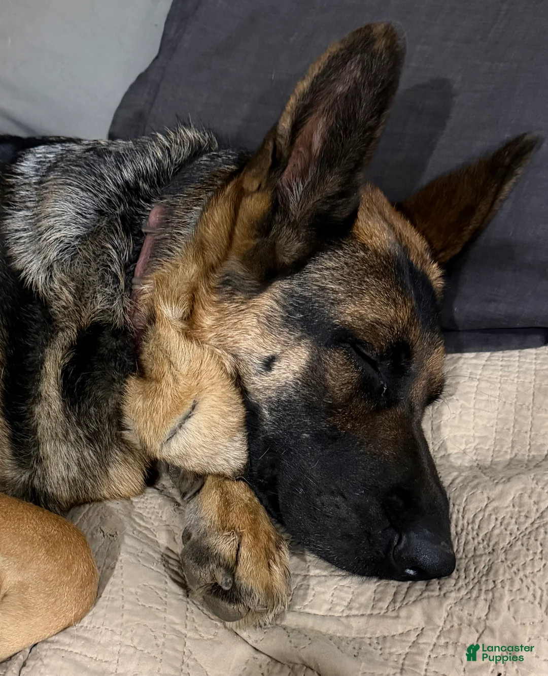 German Shepherd dogs for sale: Luna - German Shepherd Puppy 8 - Ad 4