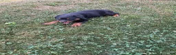 Rottweiler dogs for sale: Abby - Ad 10