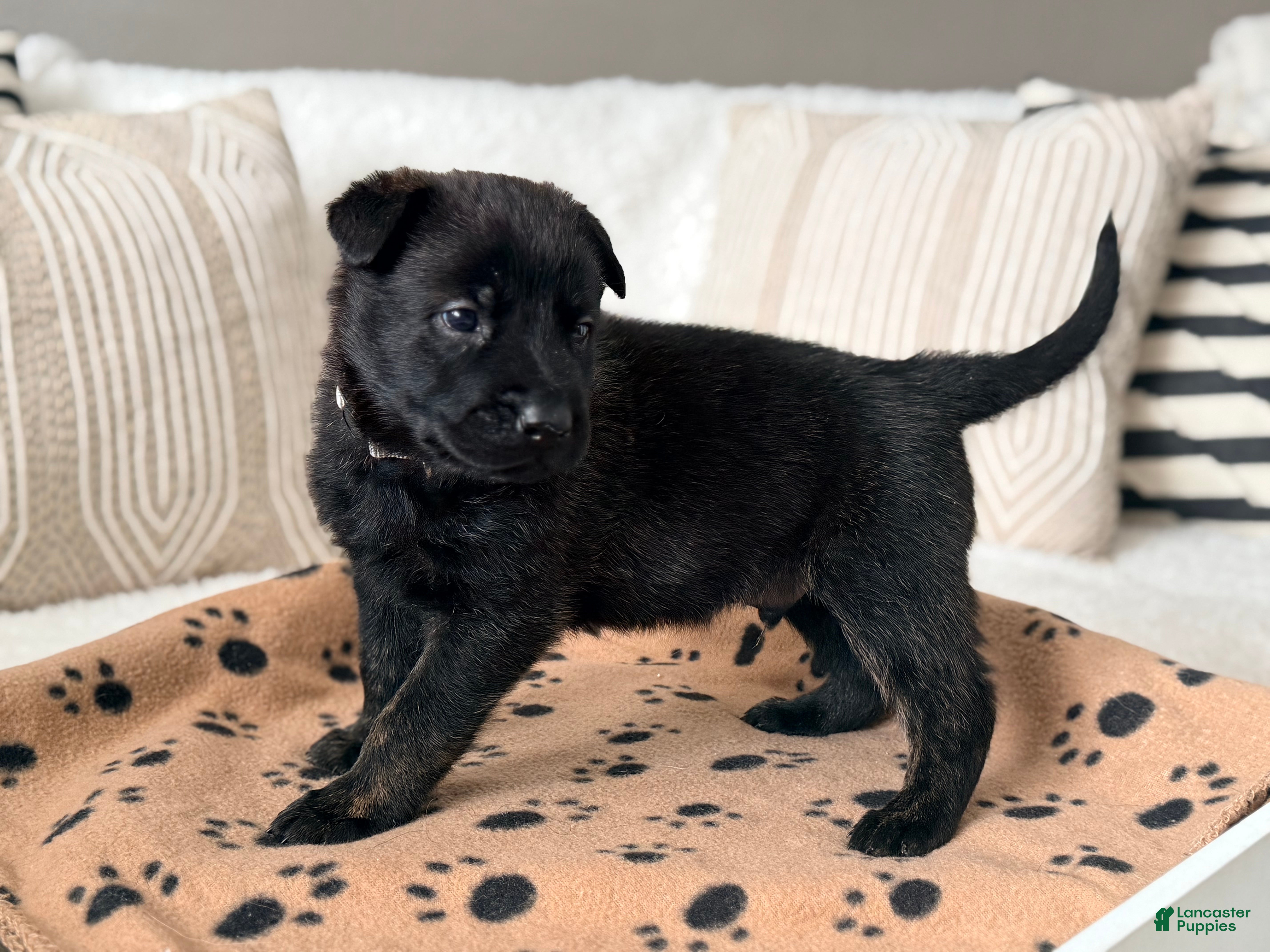 Mixed Breed dogs Mixed Breed Puppy 7 - Ad 16