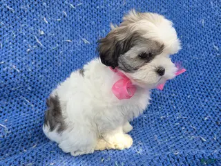 Malshi dogs Jackie - Ad 9