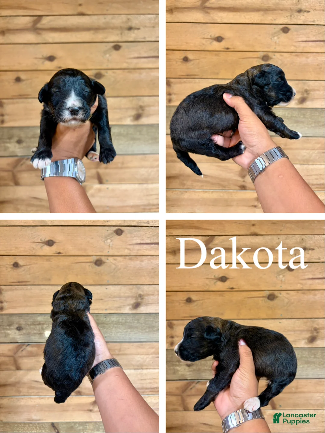 Bernedoodle dogs for sale: Dakota - Ad 1