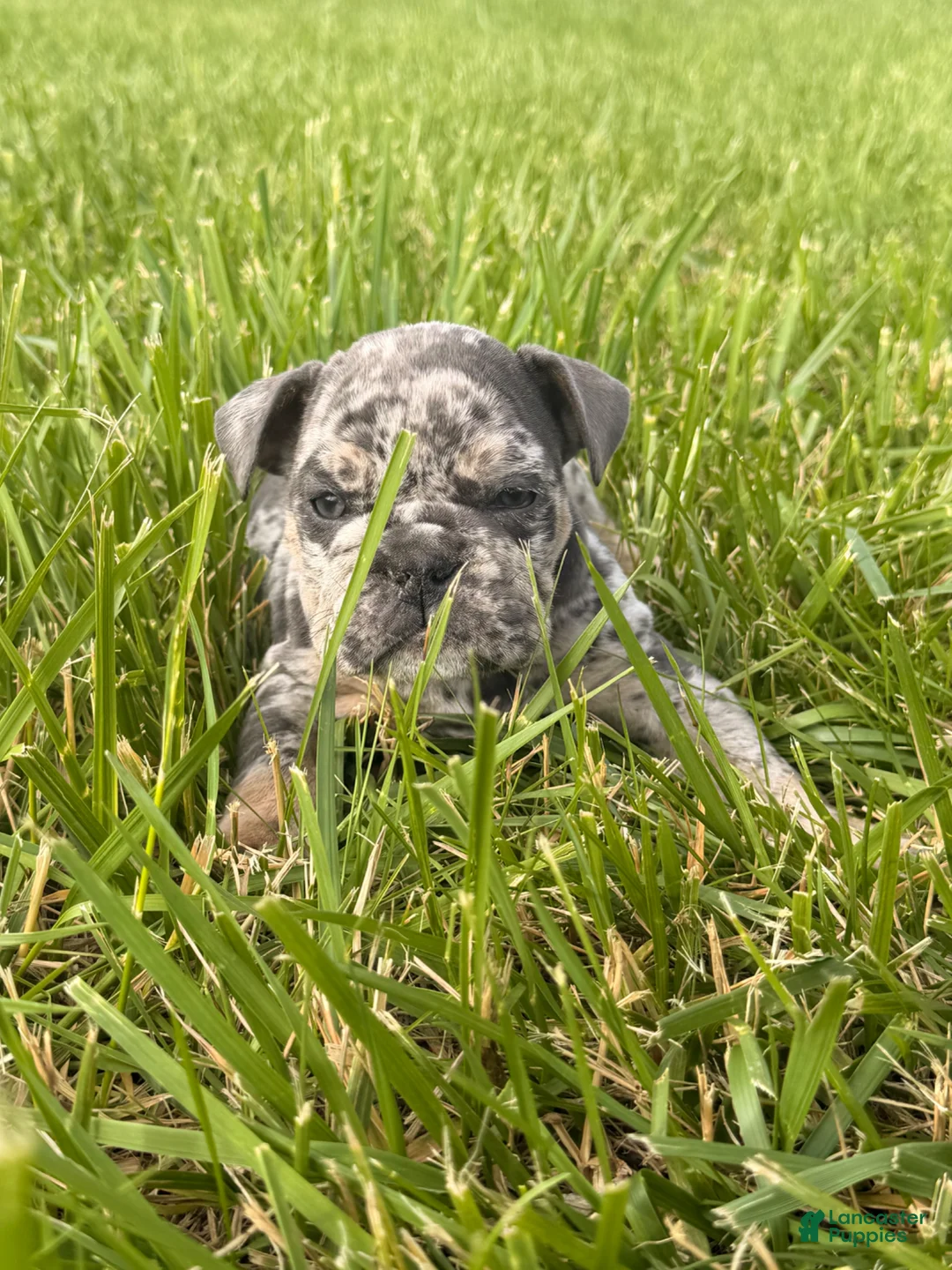 English Bulldog dogs for sale: English Bulldog Puppy 4 - Ad 2