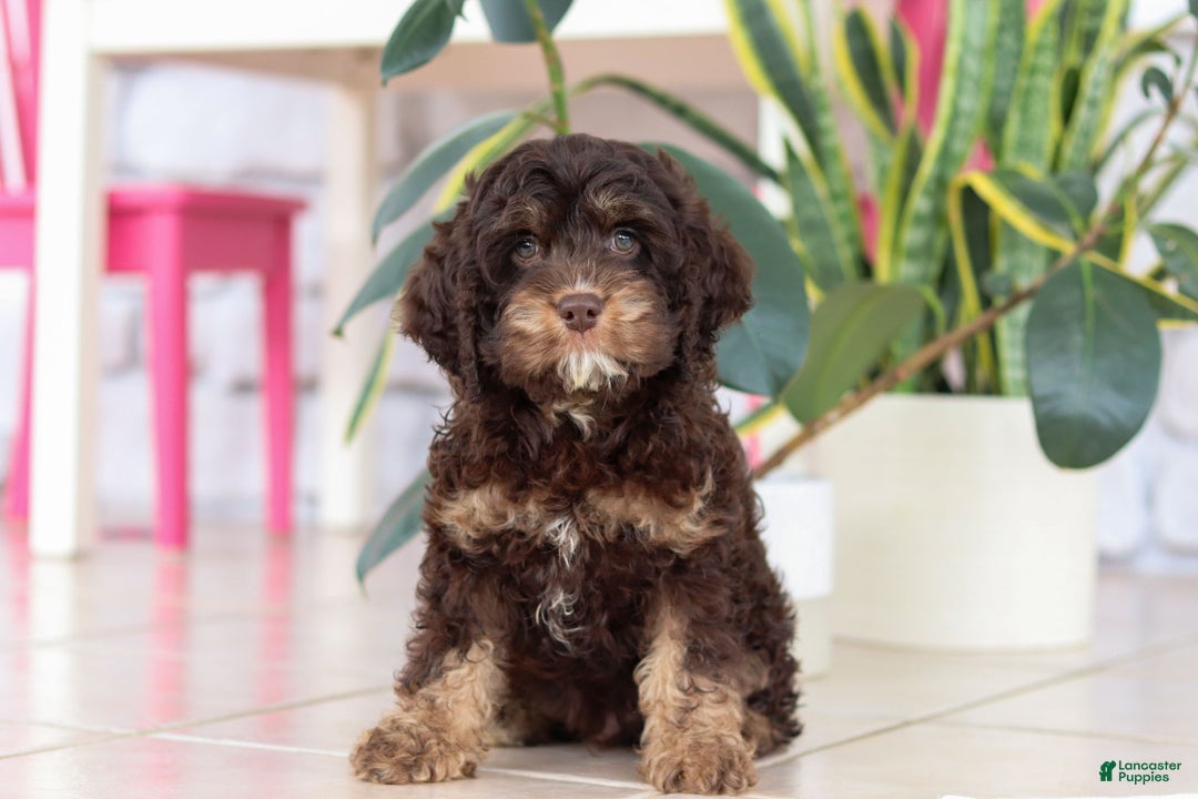 Cockapoo dogs for sale: Finn - Ad 6