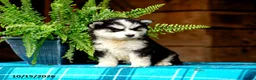 Pomsky dogs for sale: Rosie - Ad 4