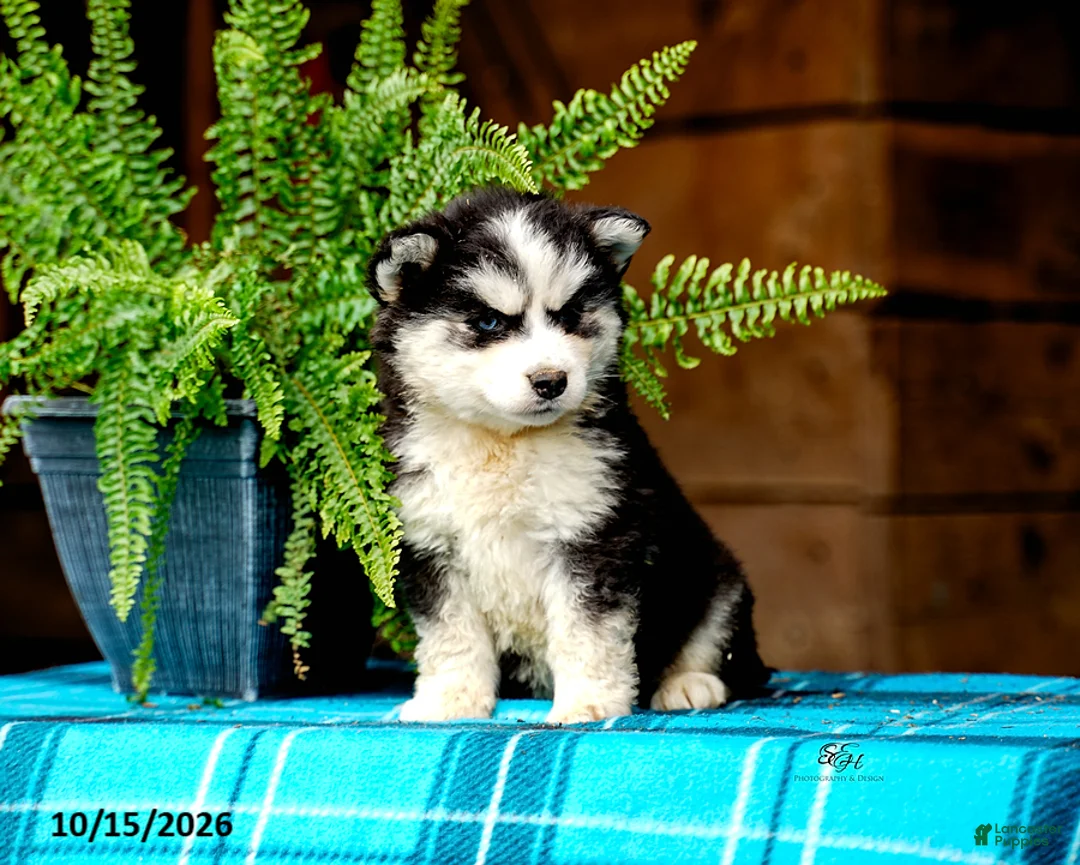 Pomsky dogs for sale: Rosie - Ad 4