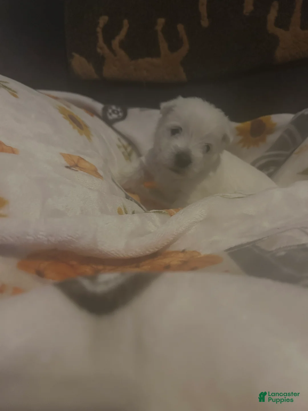 West Highland Terrier dogs for sale: West Highland Terrier 3 - Ad 2