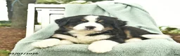 Mixed Breed dogs for sale: Rain  - Ad 4