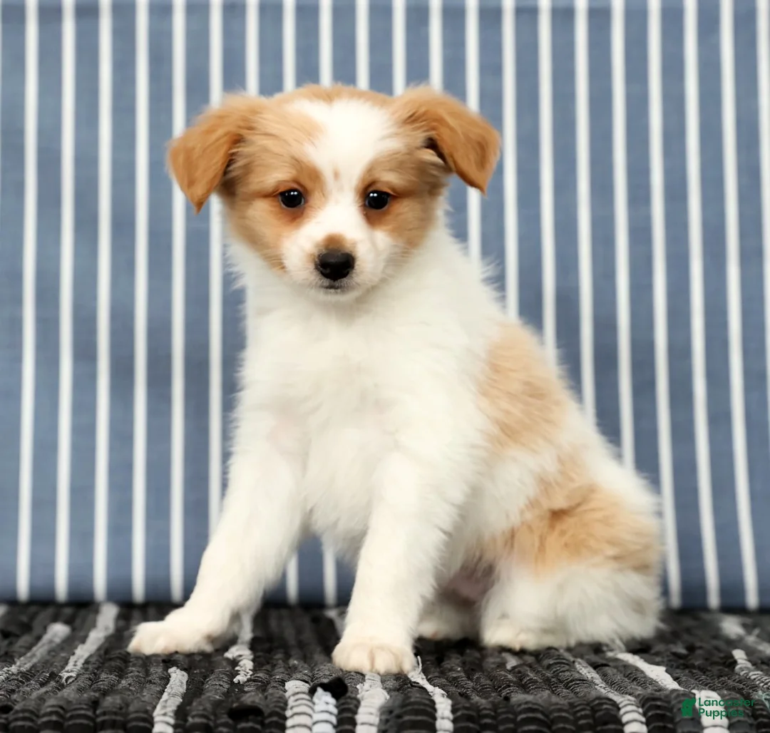 Papillon dogs for sale: Munro - Ad 3