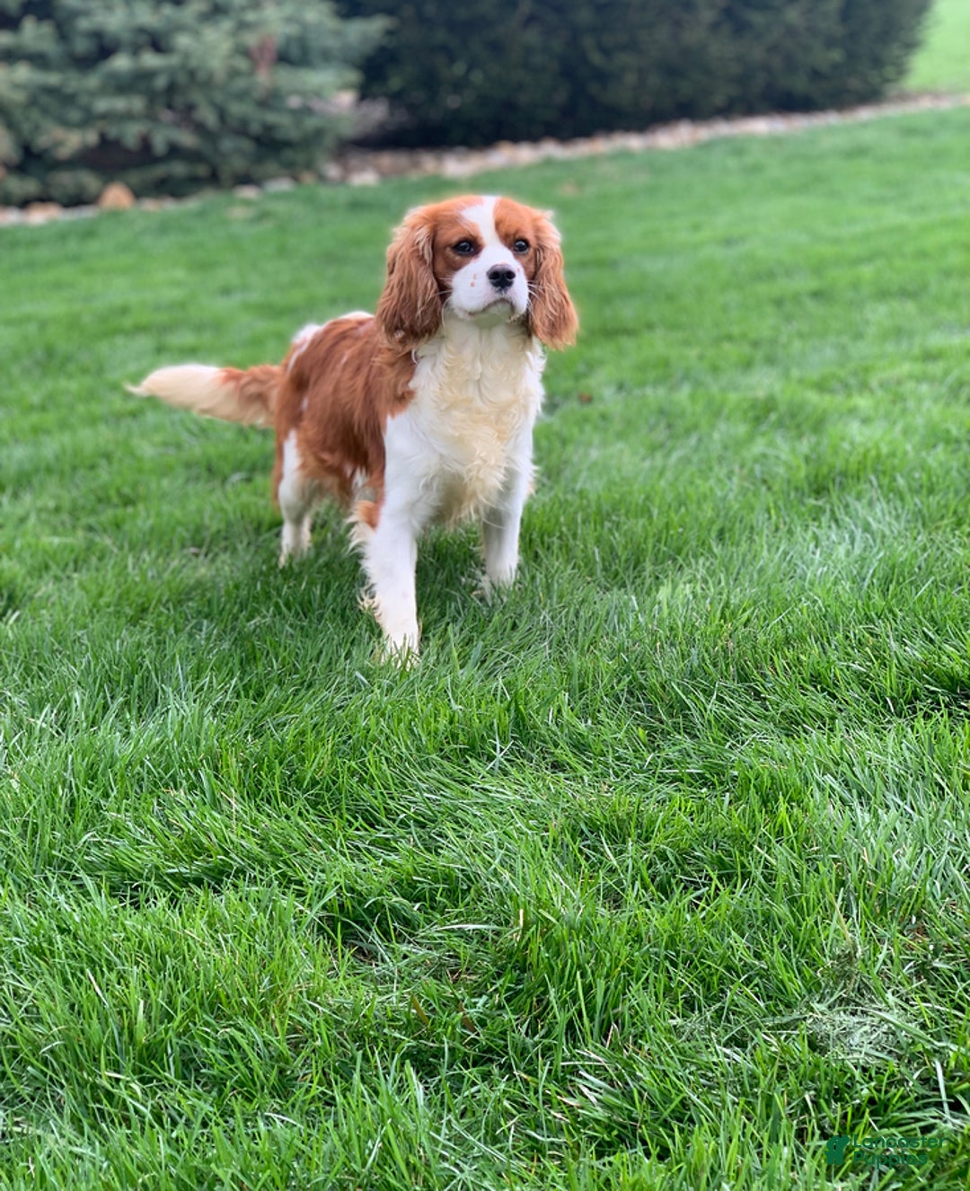 Cavapoo dogs for sale: Barbie - Ad 11