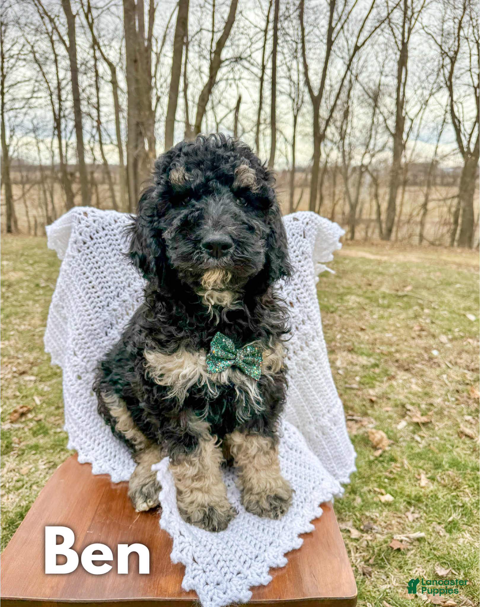 Saint Berdoodles dogs Ben - Ad 1