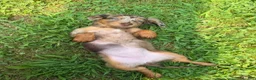 Dachshund dogs for sale: Dottie - Ad 10