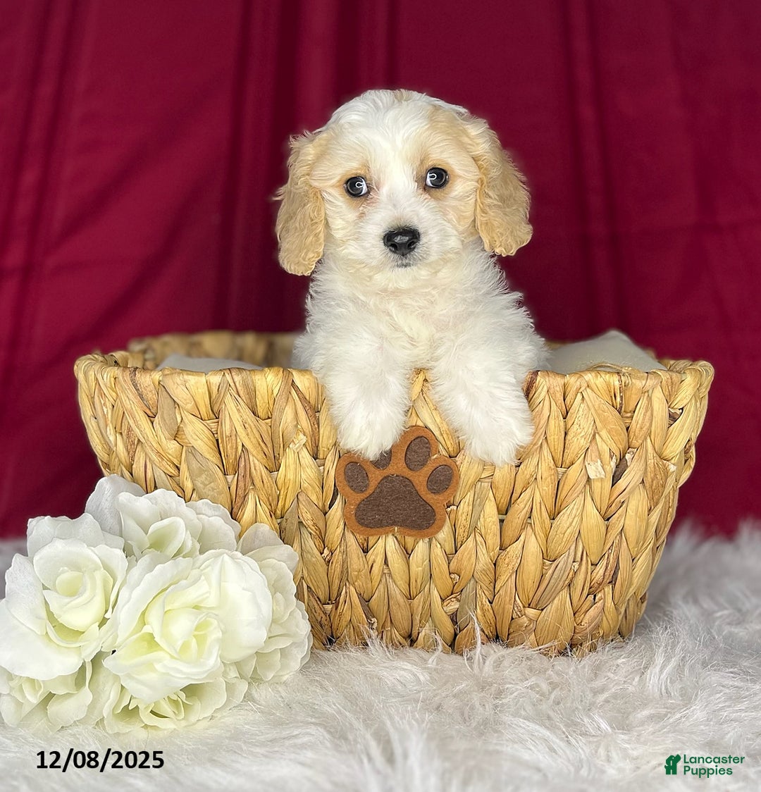 Cavachon dogs for sale: Athenia - Ad 4
