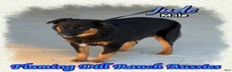Miniature Australian Shepherd dogs for sale: Jude - Ad 4