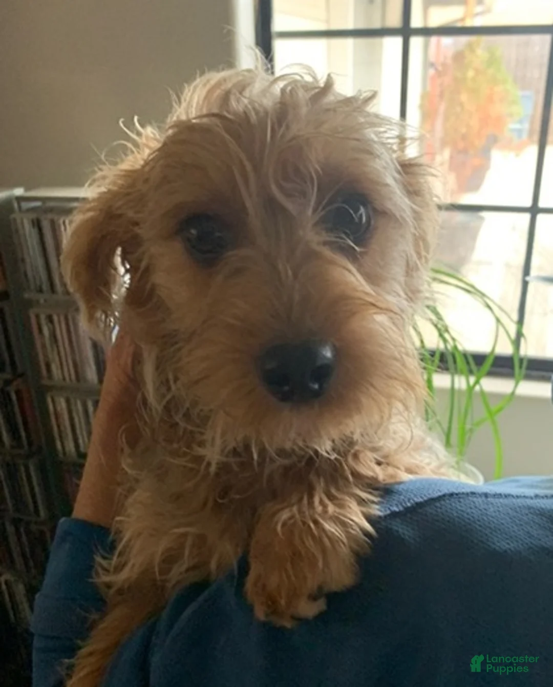 Yorkshire Terrier dogs for sale: Yorkshire Terrier Puppy *MERLE Male  - Ad 6