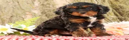 Cavapoo dogs for sale: Jasper - Ad 1